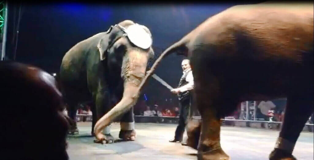 A trainer hired by the UniverSoul Circus brandishes a bullhook. 