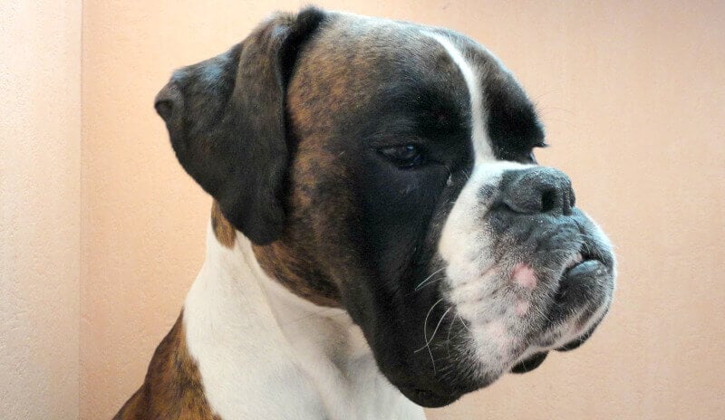 Boxer purebred dogs