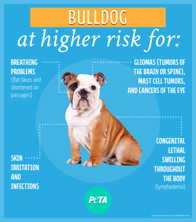 Bulldog purebred dogs health issues listed