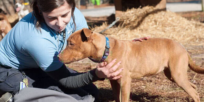 PETA Saves Animals