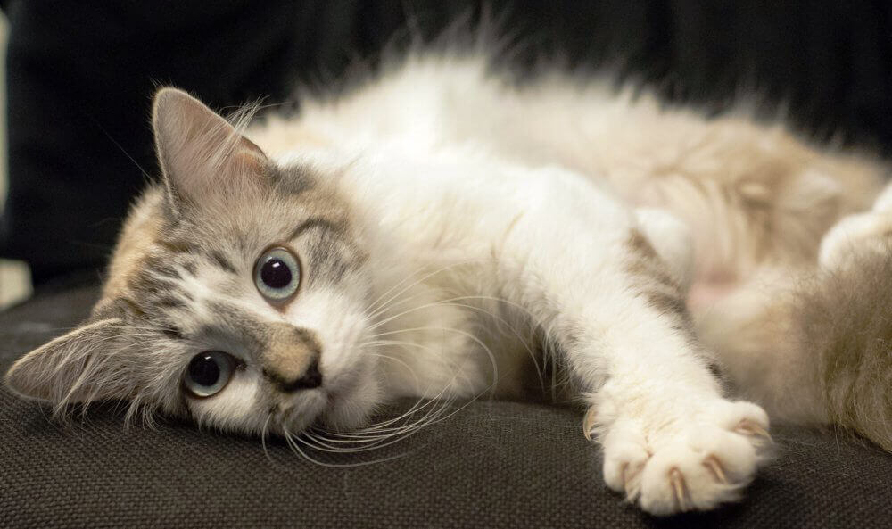 Blossom Is Available for Adoption