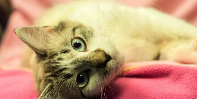 Why All Cats Should Be Indoor Peta Why All Cats Should Be Indoor
