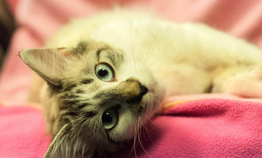 Keeping cats indoors is a rare solution where everybody wins