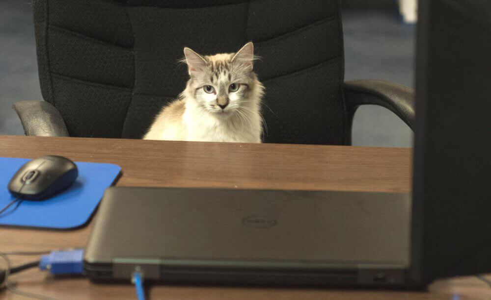 Blossom Sitting at Desk