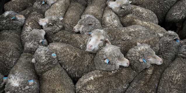 Crowded Sheep