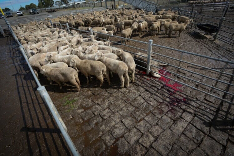 Dead Sheep at Auction