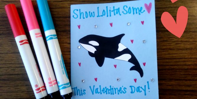 Show Love for Orcas This Valentine’s Day