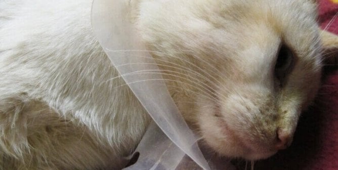 How Littering Hurts Animals