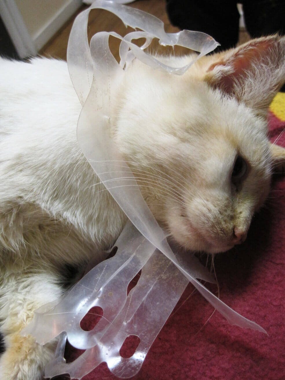 Feral Cat Gets Head Stuck in Plastic SixPack Ring PETA