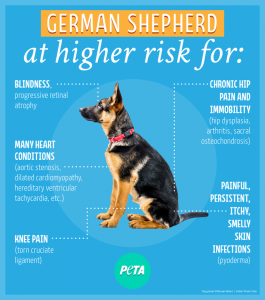 Is Your Dog Sick? Most ‘Purebred’ Dogs Are | PETA