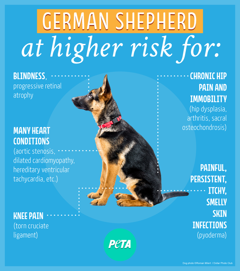 average cost of a purebred dog