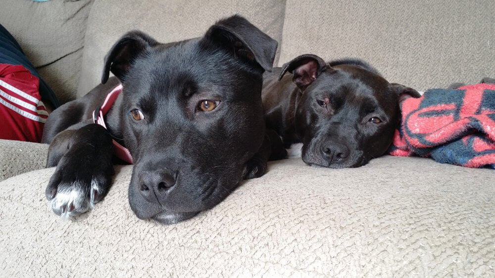 Justice and His Foster Sibling Ellie