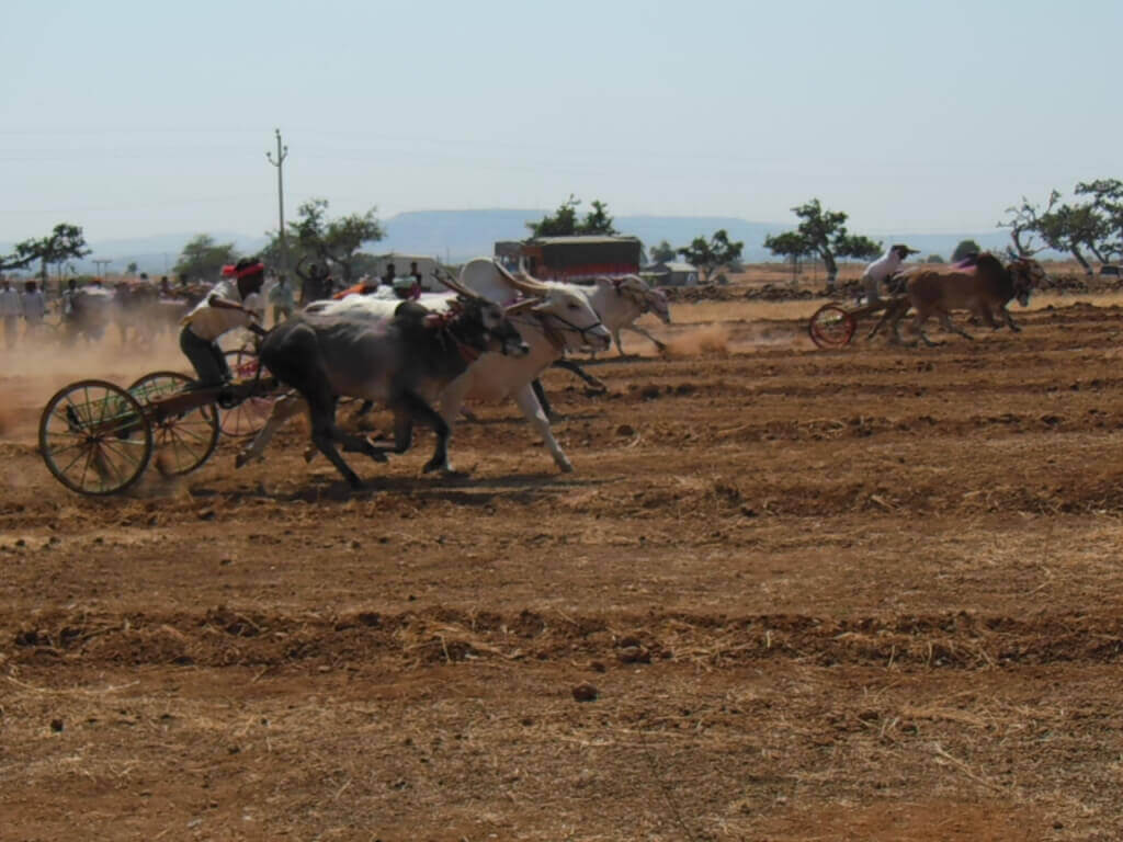 Jallikattu