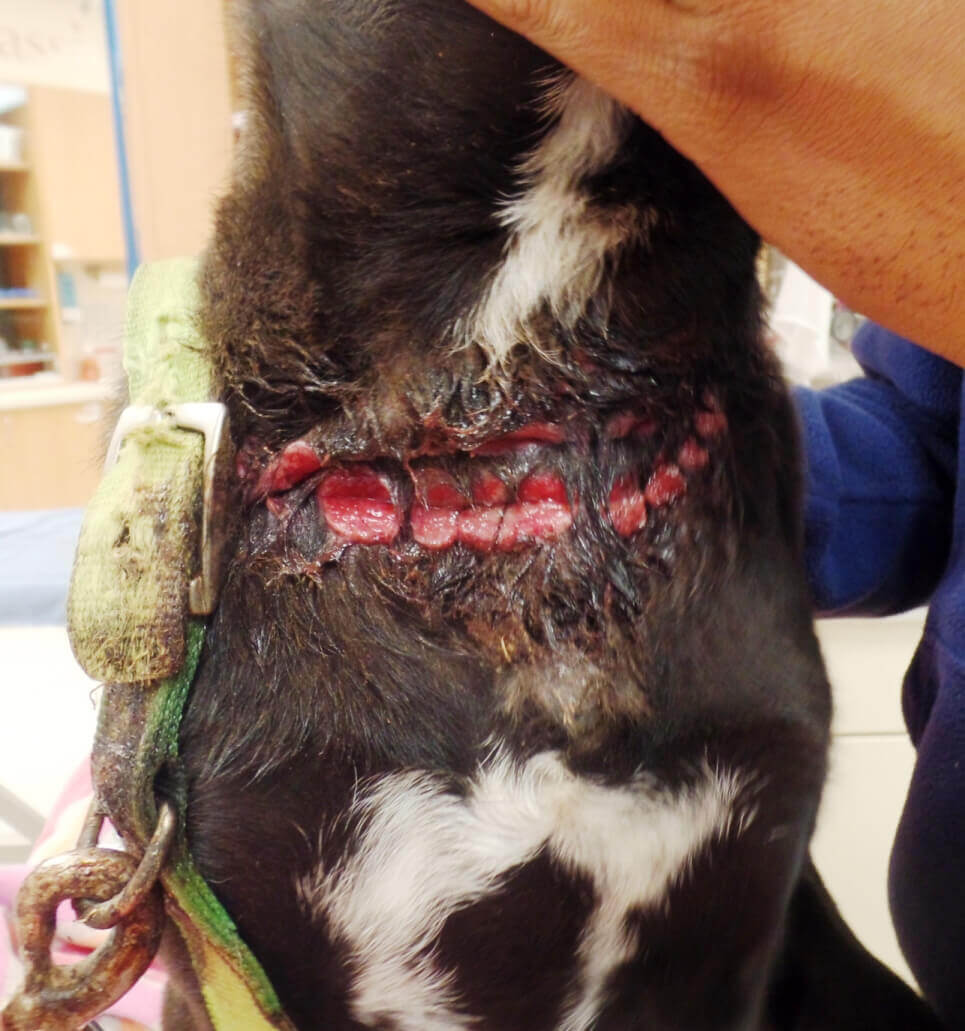 Close-Up of Justice's Wounded Neck