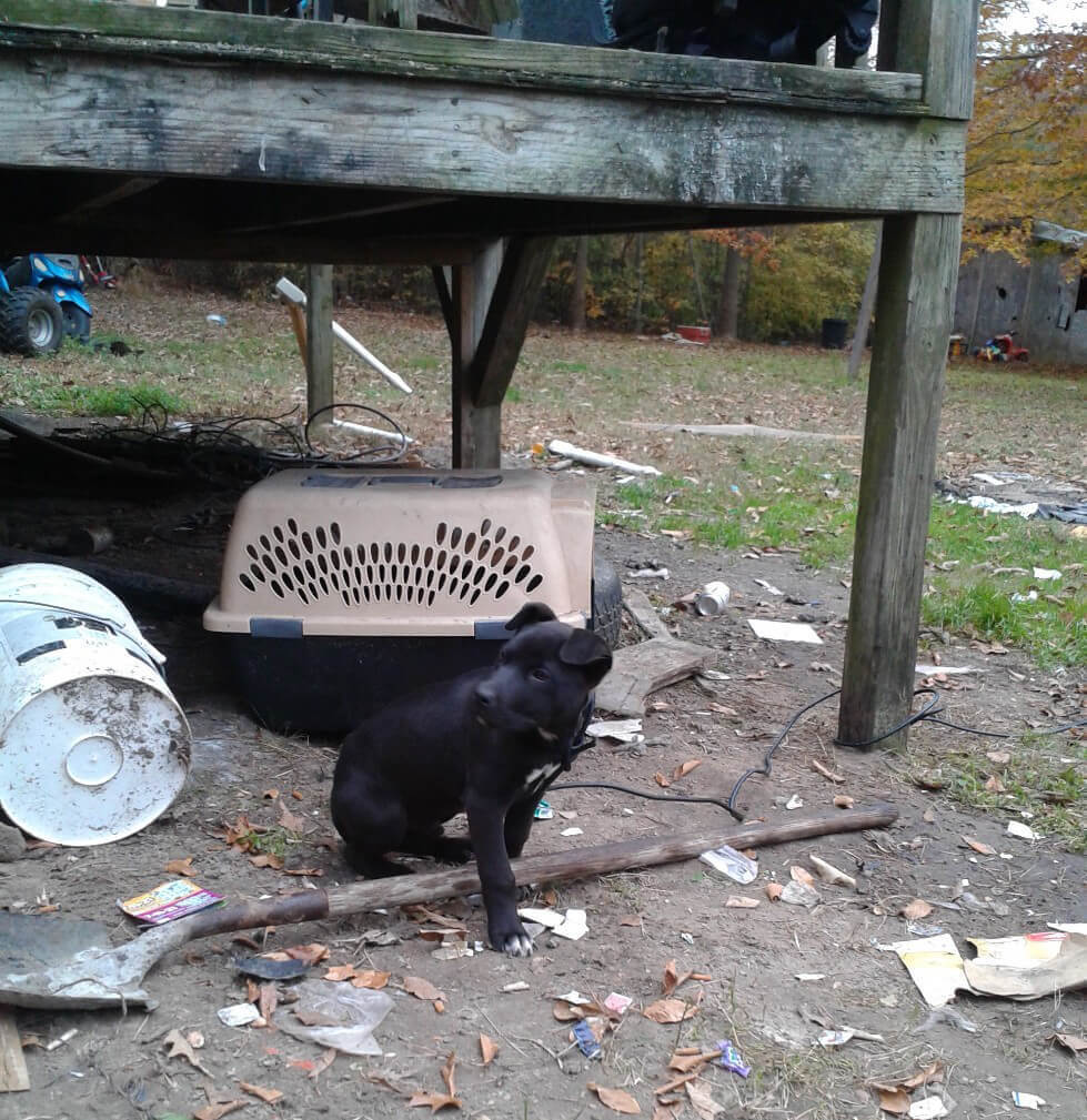 Justice Outside Next to Dog Carrier