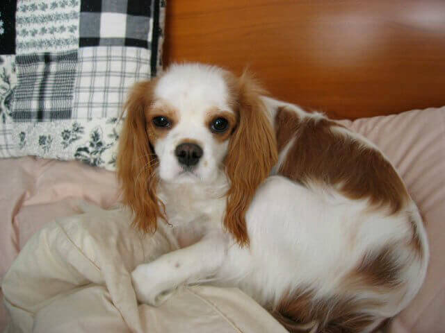 Cavelier King Charles Spaniel