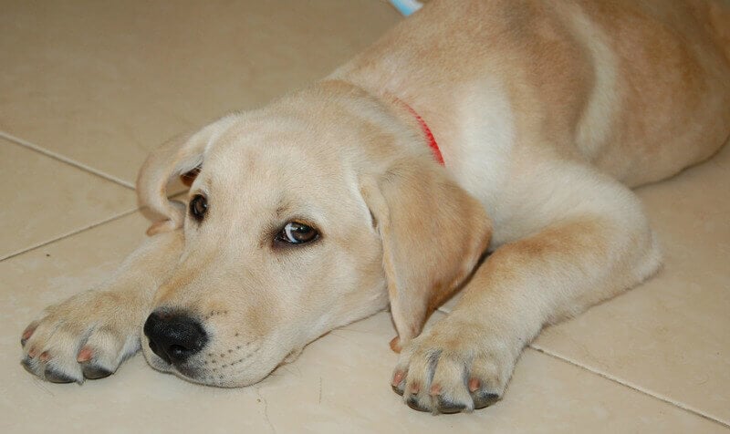 Labrador Retriever