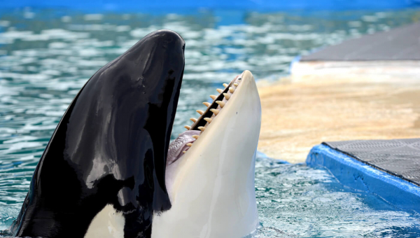 The Miami Seaquarium Announced a Plan to Send the Orca Lolita to a Seaside Sanctuary Too Late