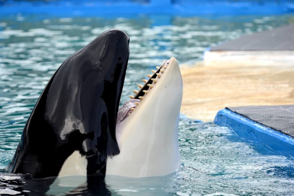 Lolita at the Miami Seaquarium. She has her head above the water and her mouth is open.