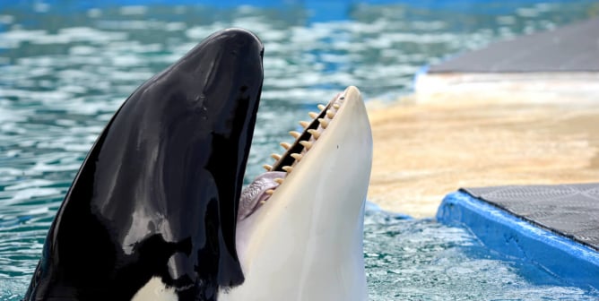 Lolita at the Miami Seaquarium. She has her head above the water and her mouth is open.