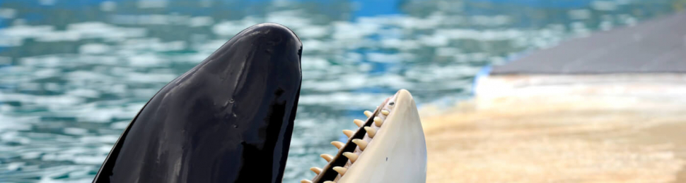 Lolita at the Miami Seaquarium. She has her head above the water and her mouth is open.