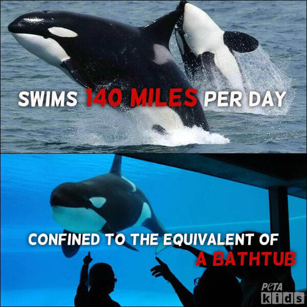 orcas in the wild v. captivity