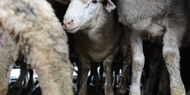 These Shocking Cruelty-to-Animals Cases Reveal What’s Wrong With FFA