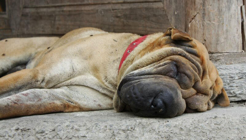 Shar pei purebred dogs 