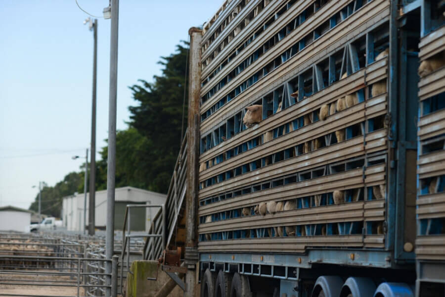 Sheep on Transport Truck