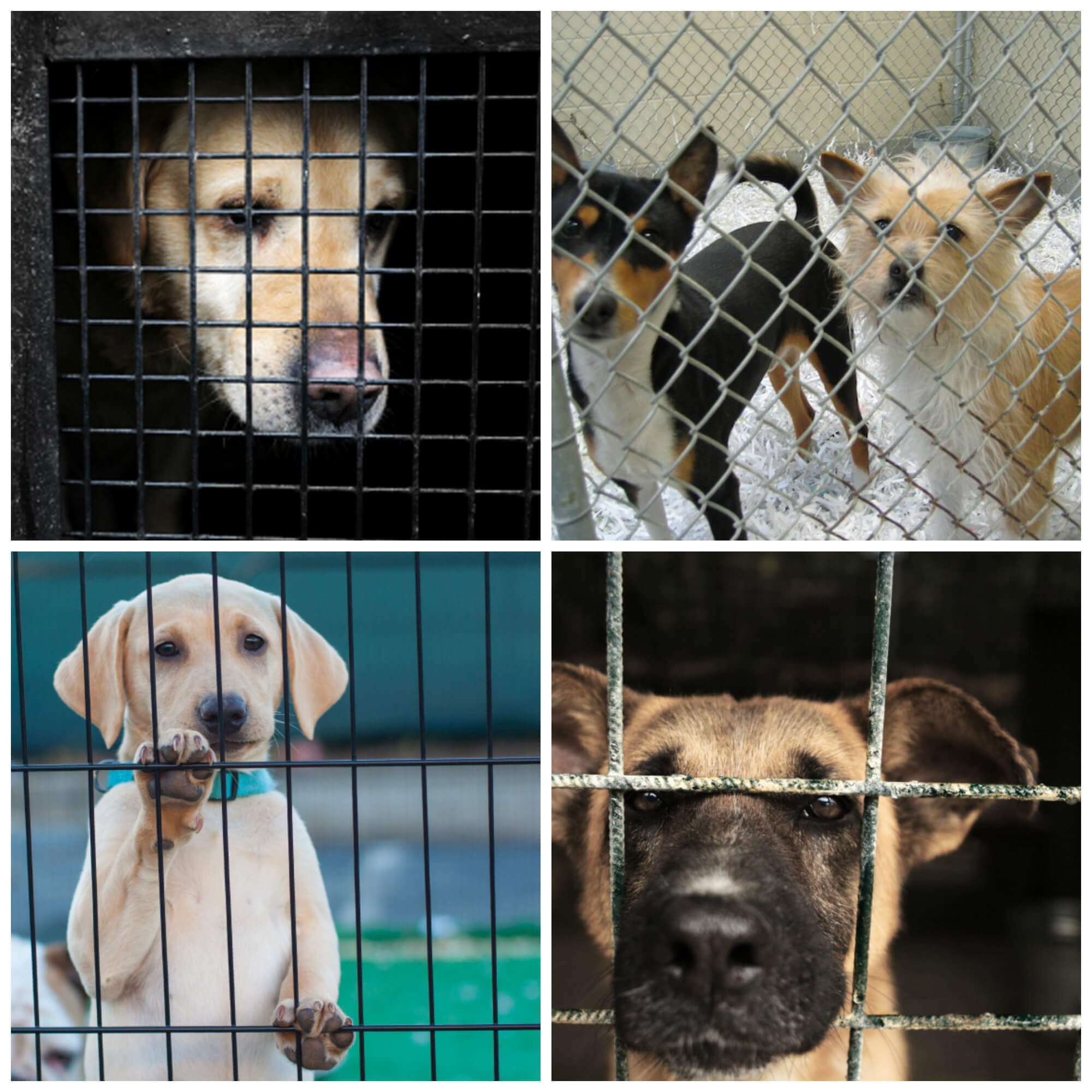 Collage of Shelter Dogs behind Bars