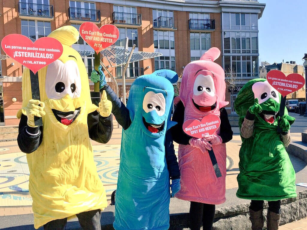 Spay And Neuter Demo 2