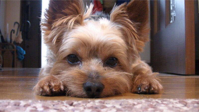 purebred dogs suffer from health issues, like this yorkie could