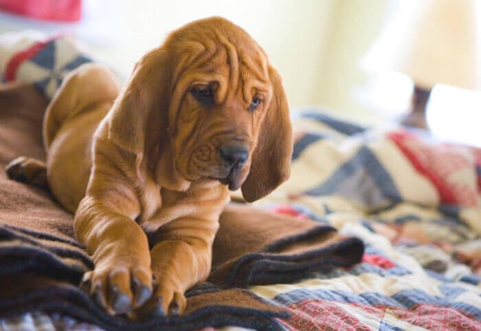 bloodhound purebred dogs