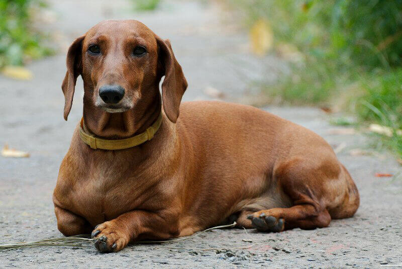 dachshund