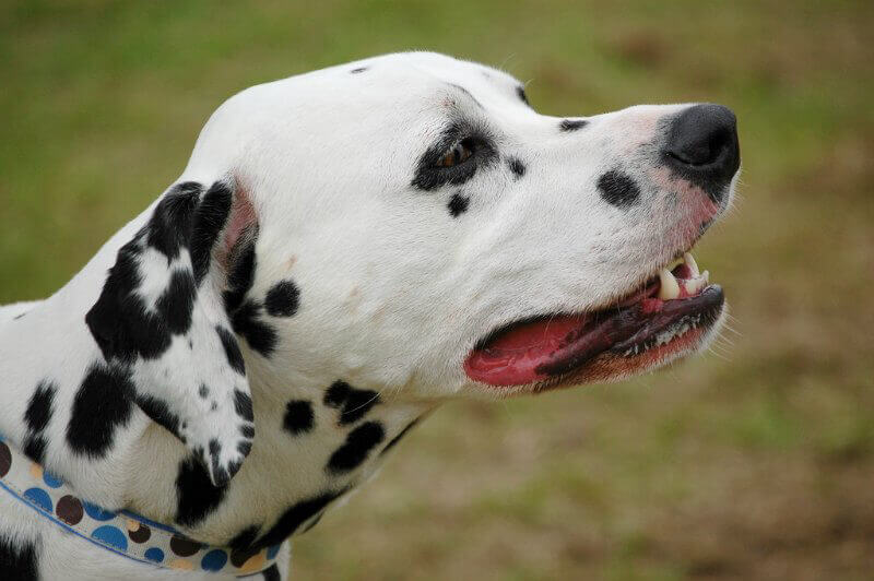 dalmation