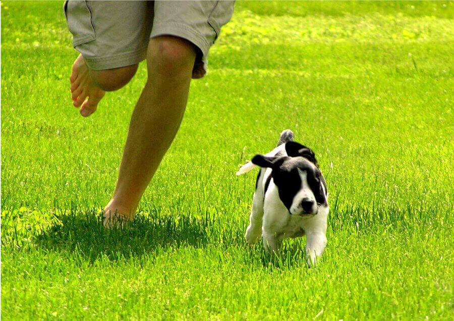 Dog Running