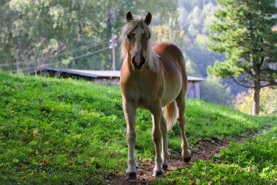 pretty horse