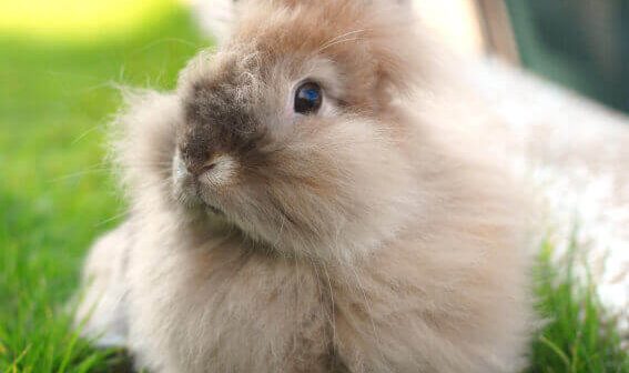 Overstock.com Bans Angora Wool After Prompting From PETA
