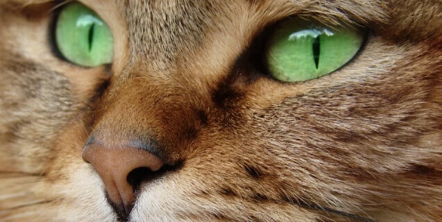 Close-Up of Cat With Green Eyes