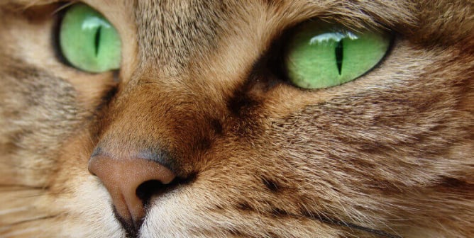 Close-up of tabby cat with green eyes