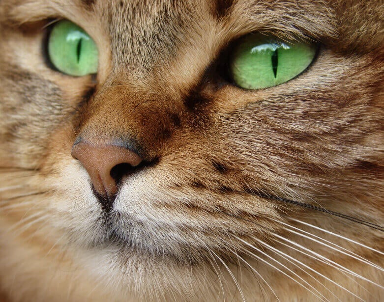 Close-Up of Cat With Green Eyes