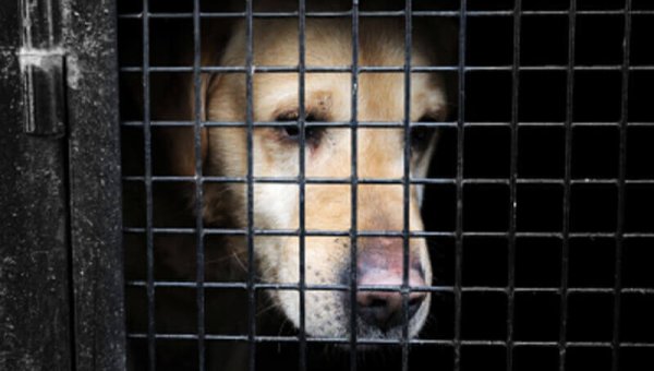 PETA to U.S. Army: Ban Weapon-Wounding Tests on Dogs, Cats, and Others