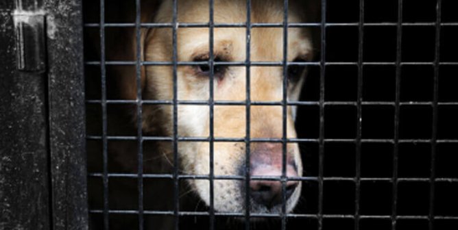 PETA to U.S. Army: Ban Weapon-Wounding Tests on Dogs, Cats, and Others
