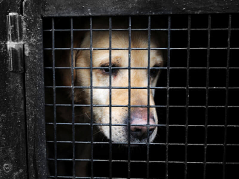 Dogs Found Burned, Skinned, and Beheaded PETA