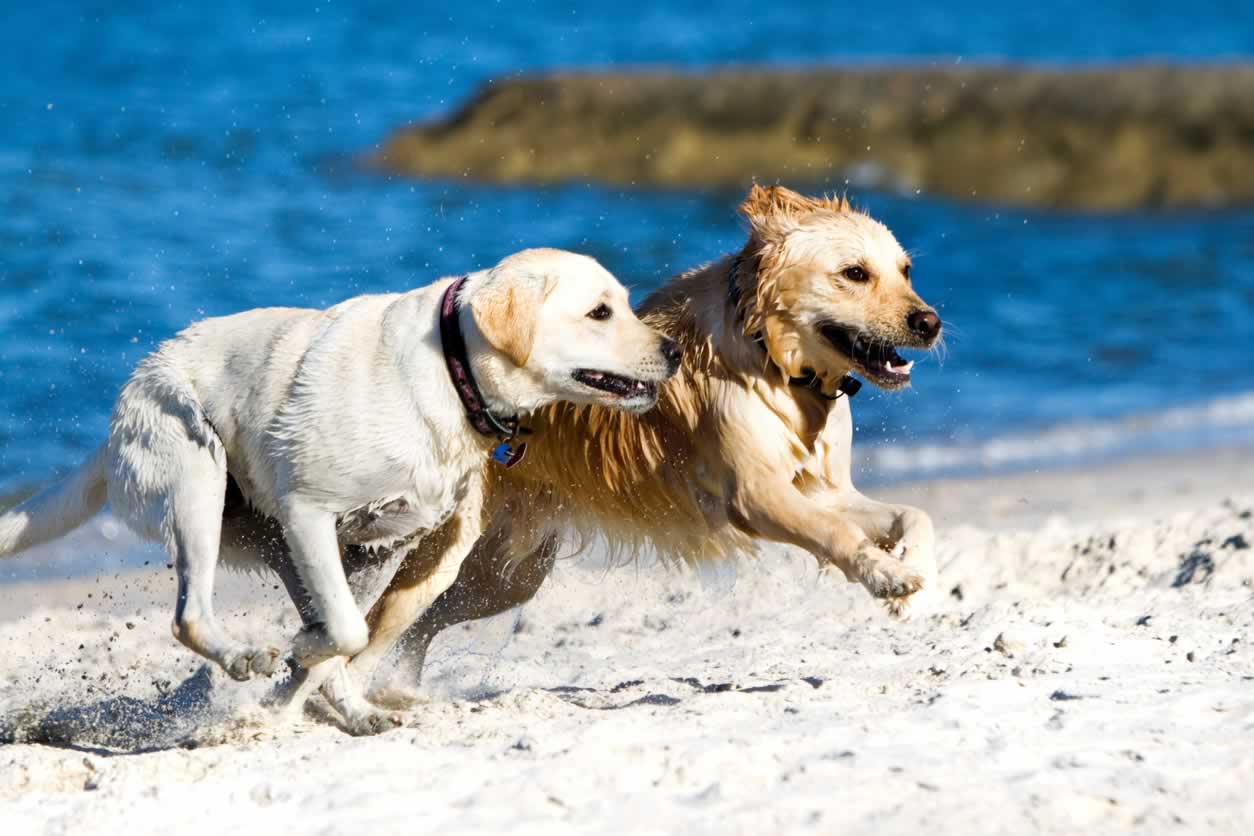 Two Dogs Running on the Beach