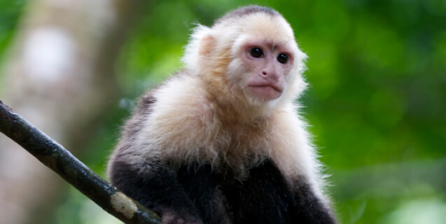 Capuchin Monkey in Rain Forest