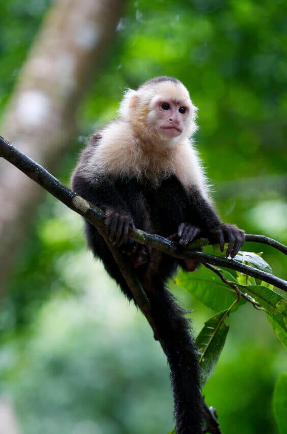 Capuchin Monkey in Rain Forest