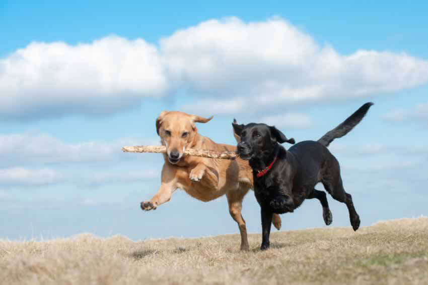 Couch to 5K: Doggy Edition | PETA Couch to 5K: Doggy Edition | PETA