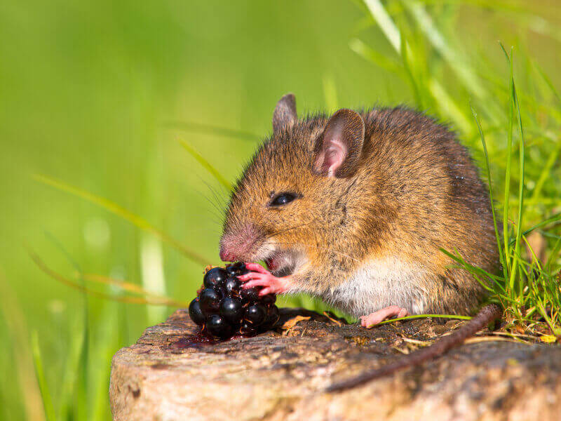 Listen as These Real Mice Sing to Each Other | PETA Listen as These Real Mice Sing to Each Other | PETA