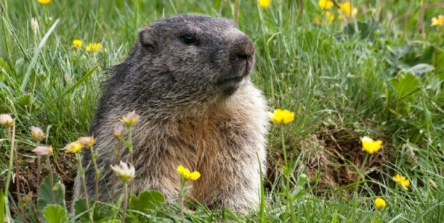 Groundhog